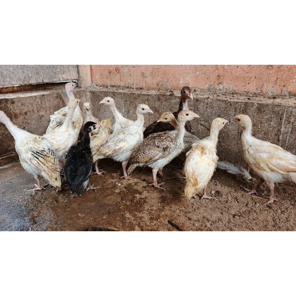 [READY] SEPASANG ANAK KALKUN / AYAM KALKUN BANDUNG TIMUR UMUR 1BULAN KEATAS