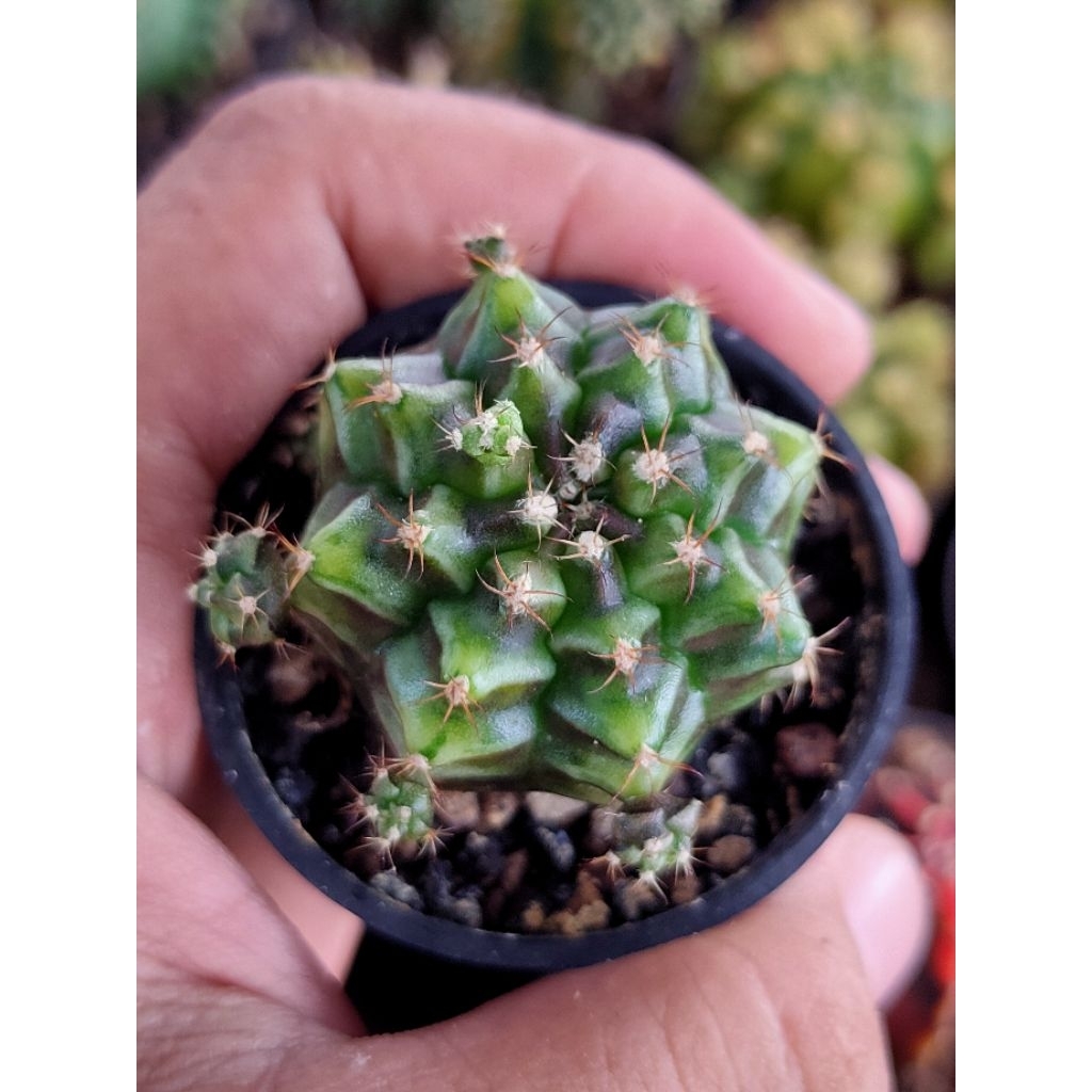 GYMNO ROOTBEER CLUSTER OWNROOT DI POT 5CM//KAKTUS HIDUP//KAKTUS//KAKTUS MINI//GYMNOCALYCIUM//MIHANOV