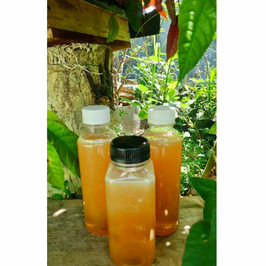 Madu Kelulut | Trigona Itama