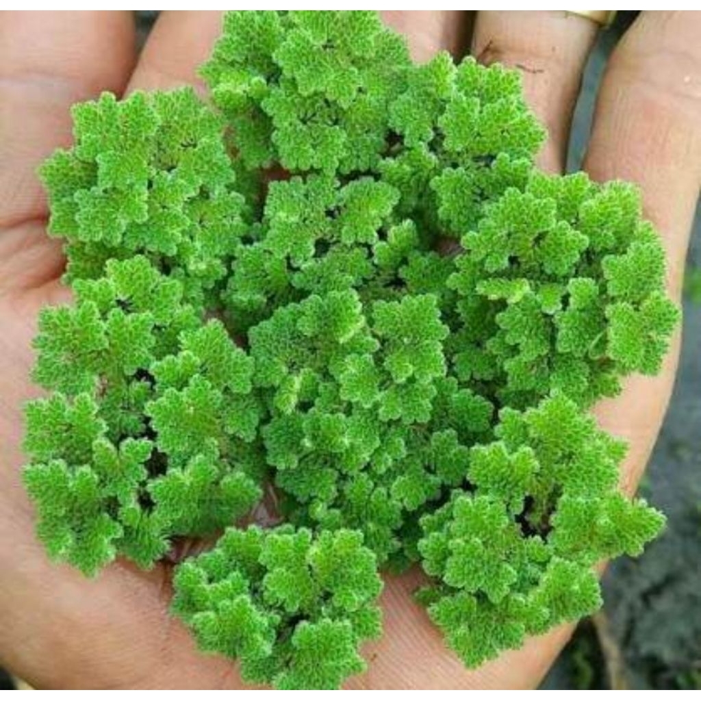 azola fresh 1 kg  pakan ikan dan pakan ternak