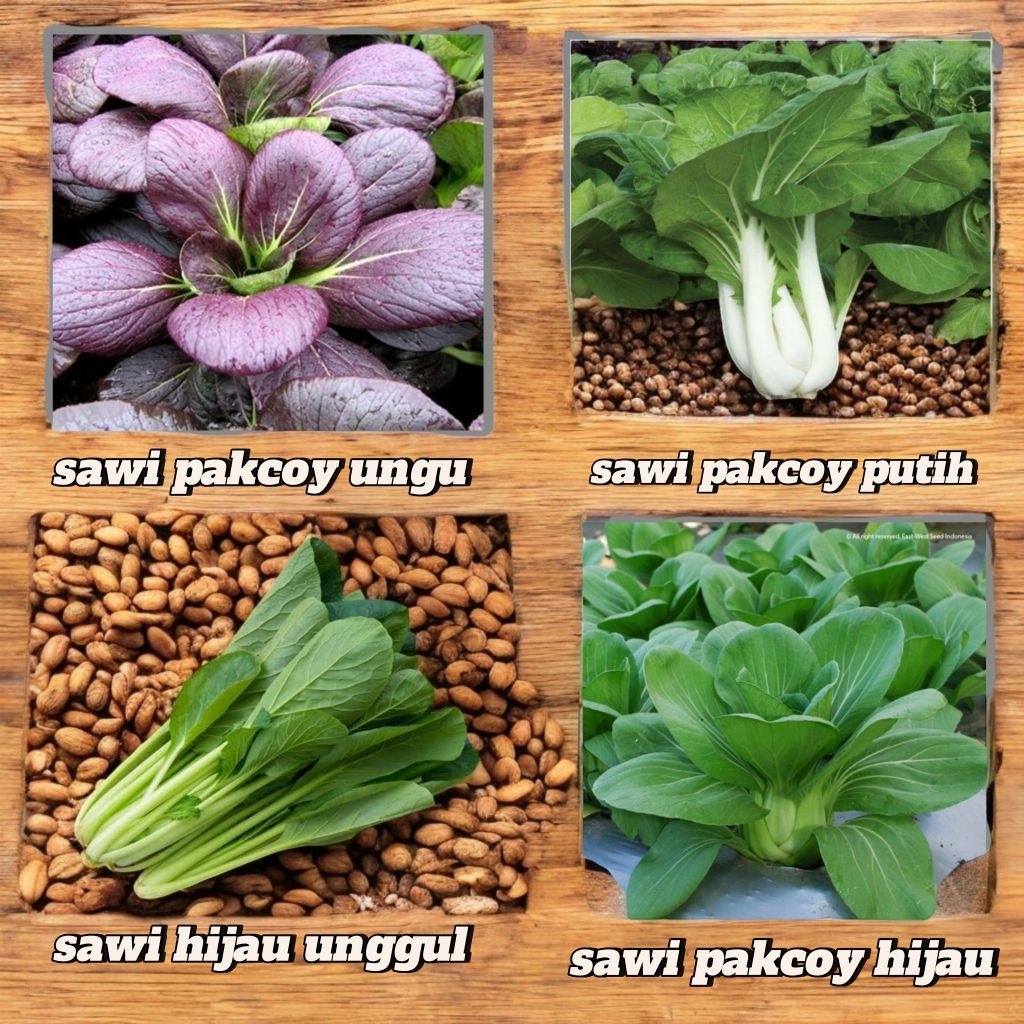 Bibit Sawi pakcoy l Bibit sawi pakcoy putih l Bibit sawi Pakcoy hijau l Bibit sawi hijau l Bibit saw