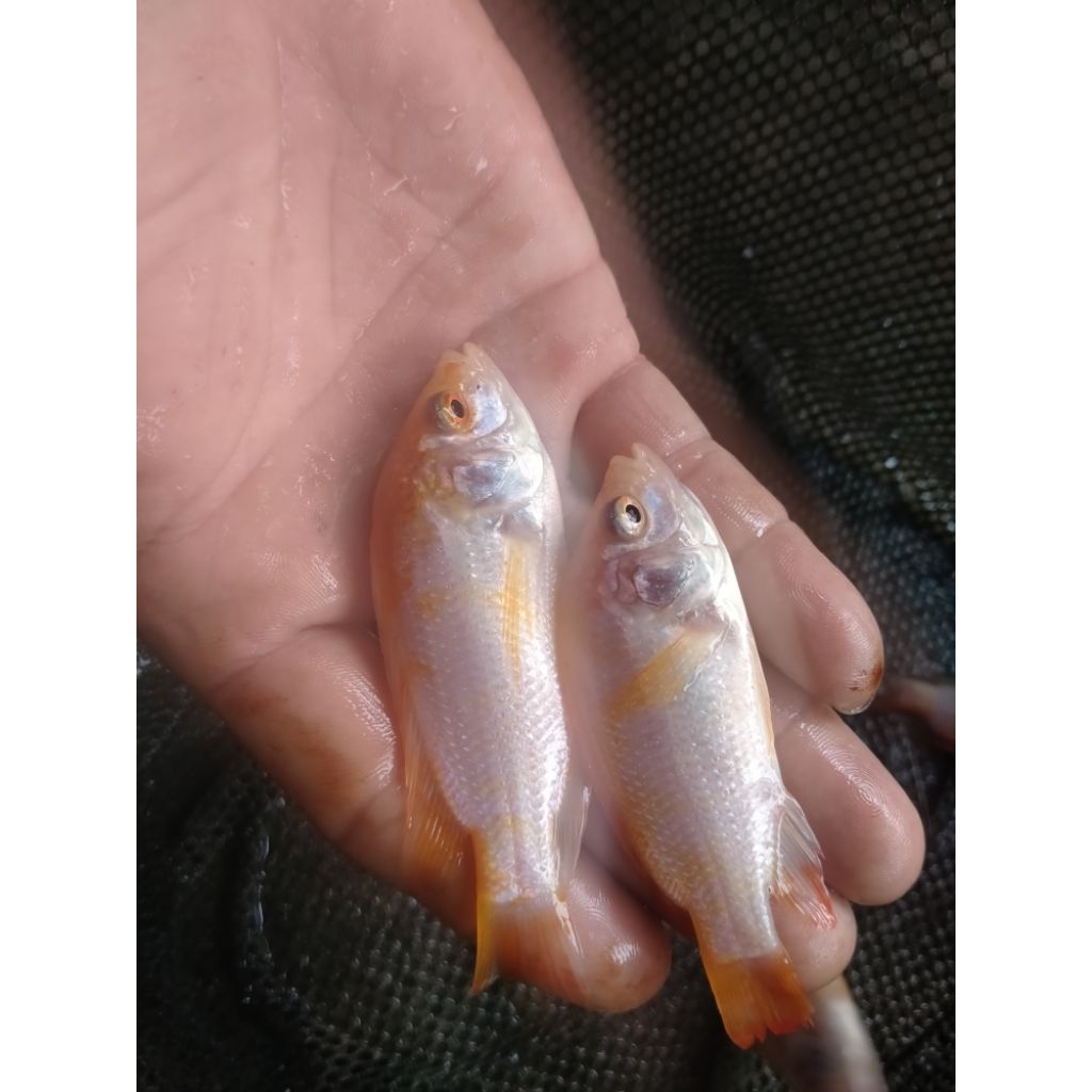 bibit ikan Nila merah Bangkok