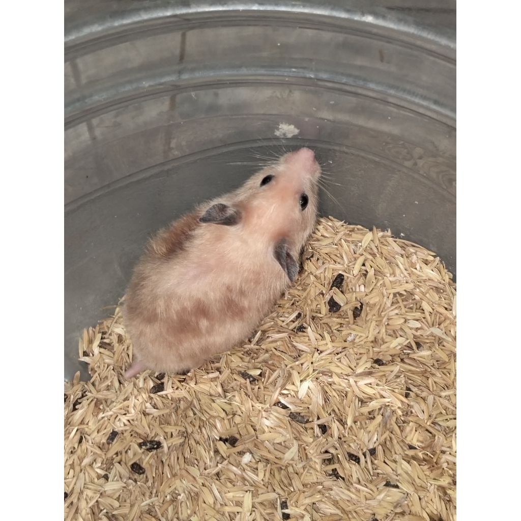 Hamster syrian jenis yellow satin