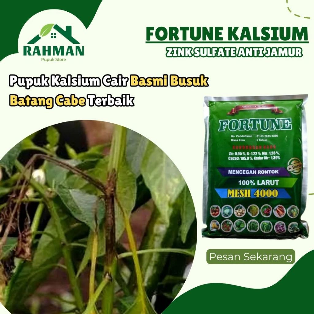 OBAT SEMPROT BUSUK BATANG CABE TERBAIK - FORTUNE 1 KG -Pupuk Anti Busuk Batang Cabe – Solusi Ampuh C