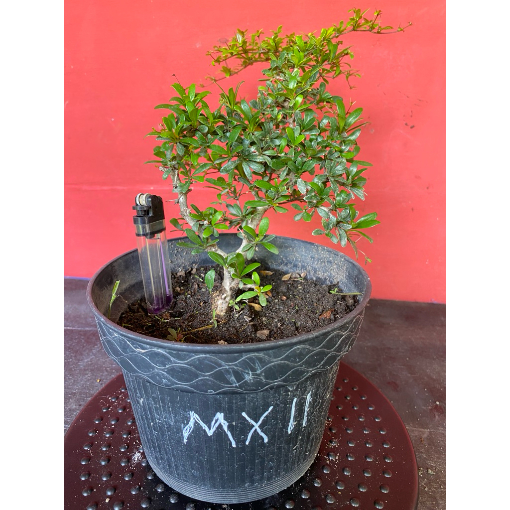 Bahan Bonsai Black Olive