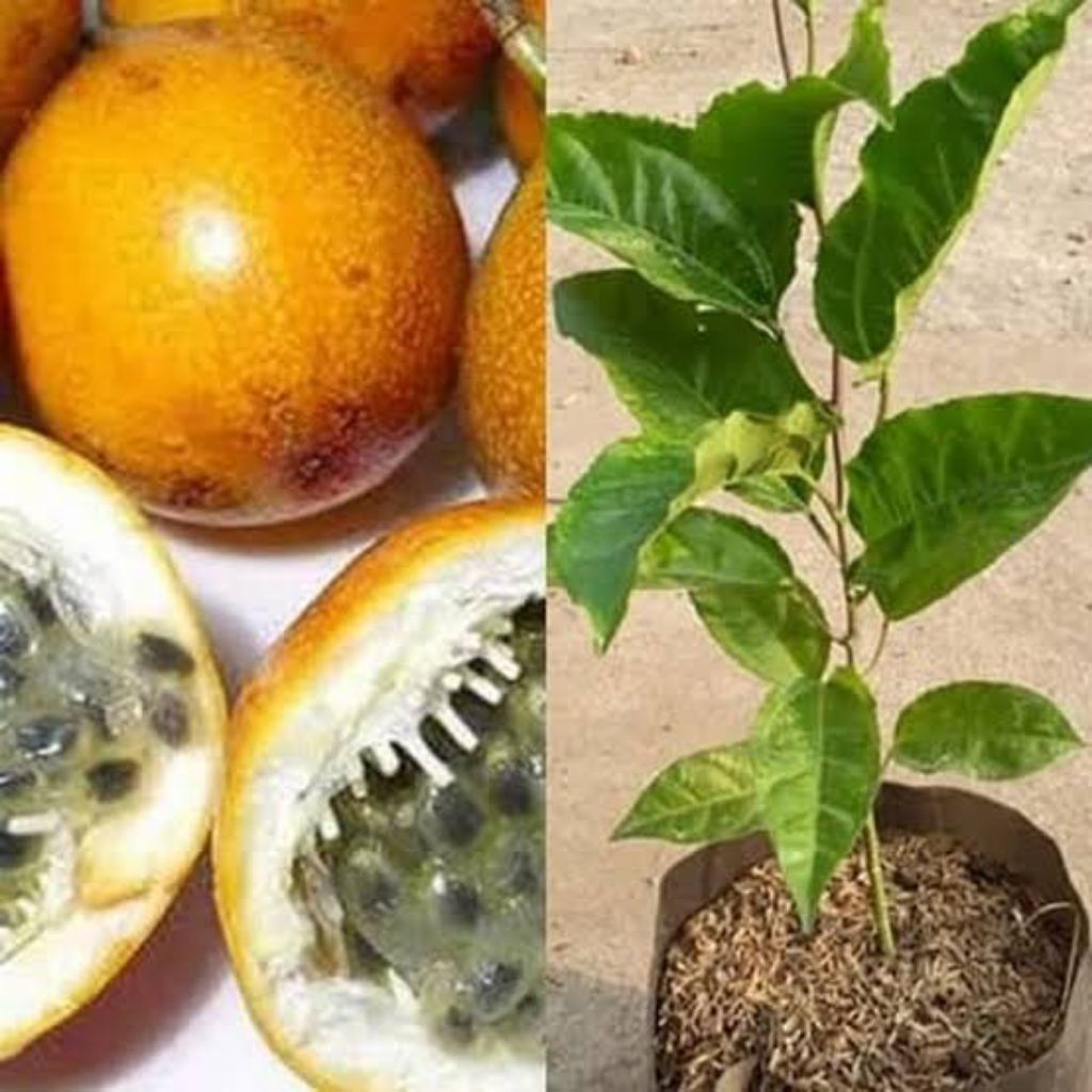 bibit buah markisa madu paket 3 bibit cepat berbuah