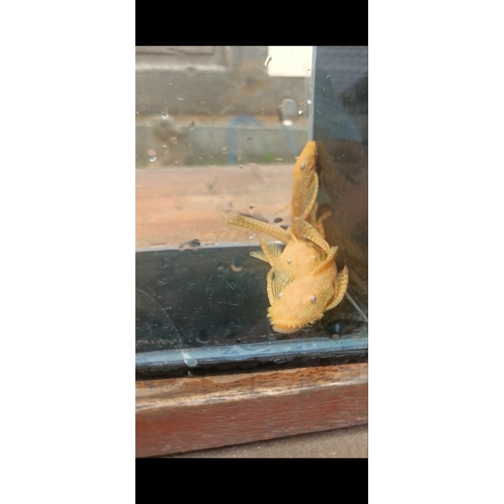 paket pleco brousmouth L144(isi 2)