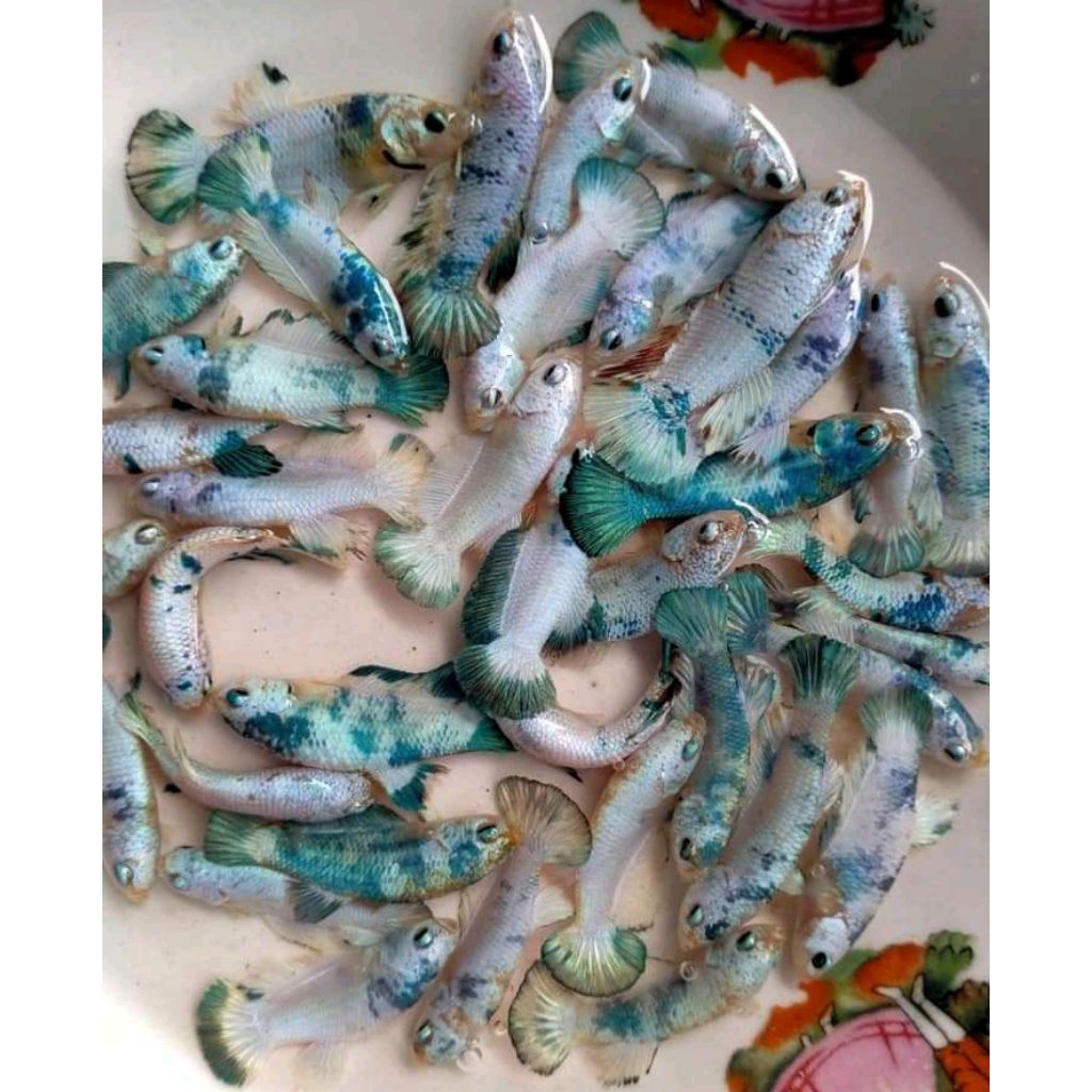 PK BLUE PANDA BLU RIM