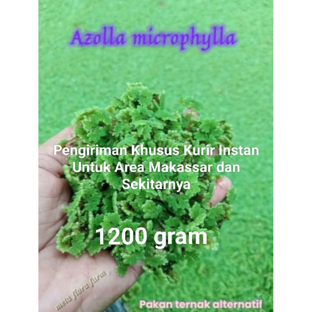 Bibit Azolla Makassar 1100  Gram Khusus Kurir  Instan Untuk Area Makassar dan Sekitarnya