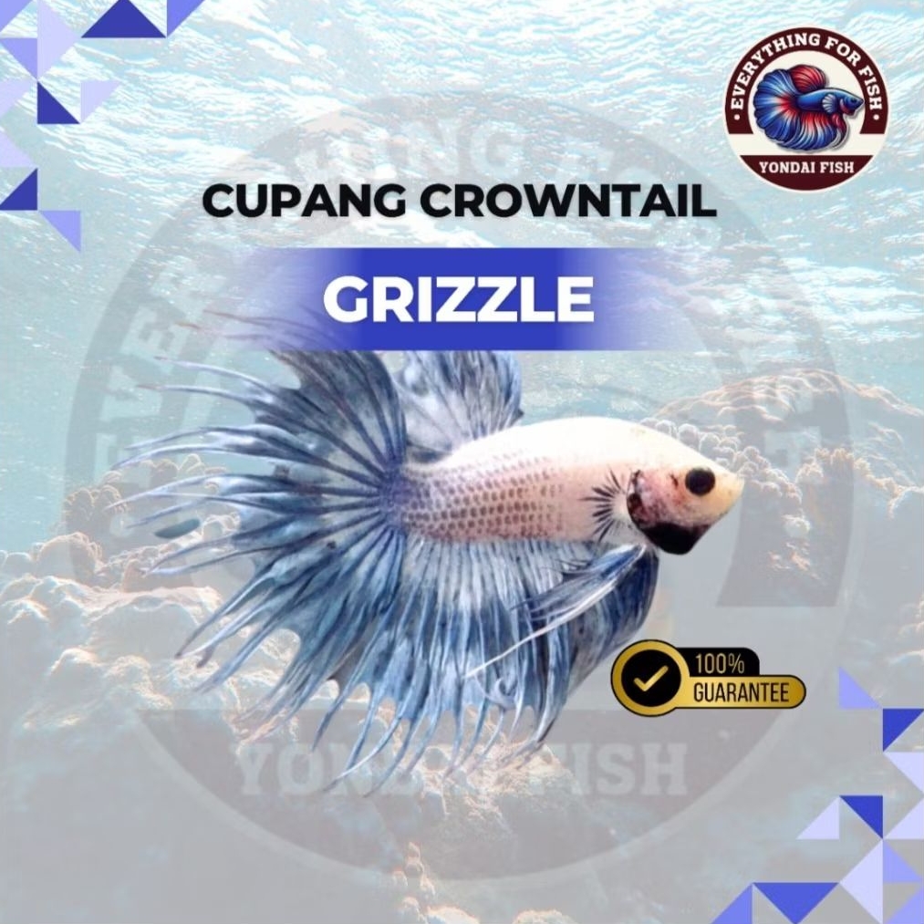 [CT] Cupang Crowntail Grizzle | JANTAN | SIZE M+ | IKAN HIAS | TOP GRADE | BEST SELLER