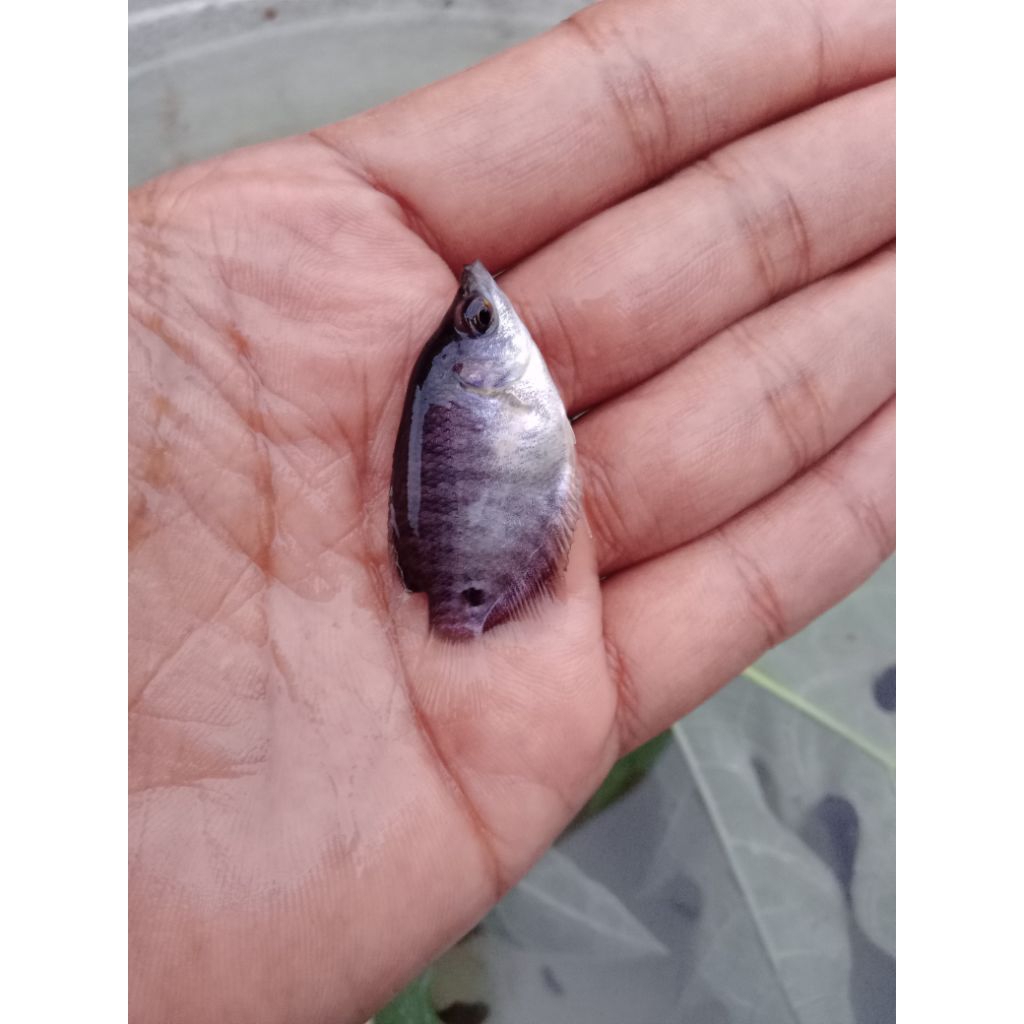 bibit ikan gurame soang uk jempol.. paket 100 ekor