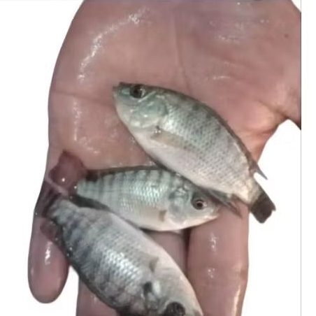 bibit ikan mujaer nila keker nila hitam size koregas full
