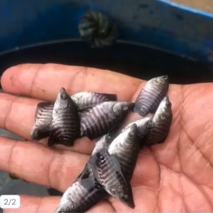 bibit ikan gurame soang size jempol untuk budidaya