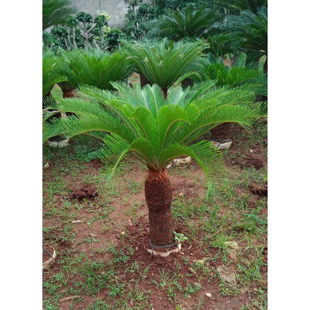 tanaman hias palm sikas/pohon sikas/tinggi batang 50cm/batang keras