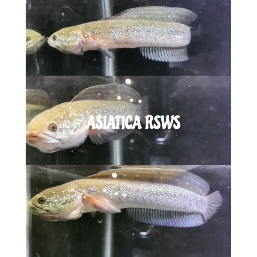 stiker asiatica rsws gondrong berukuran 10-15cm (COD BAYAR DI TEMPAT)