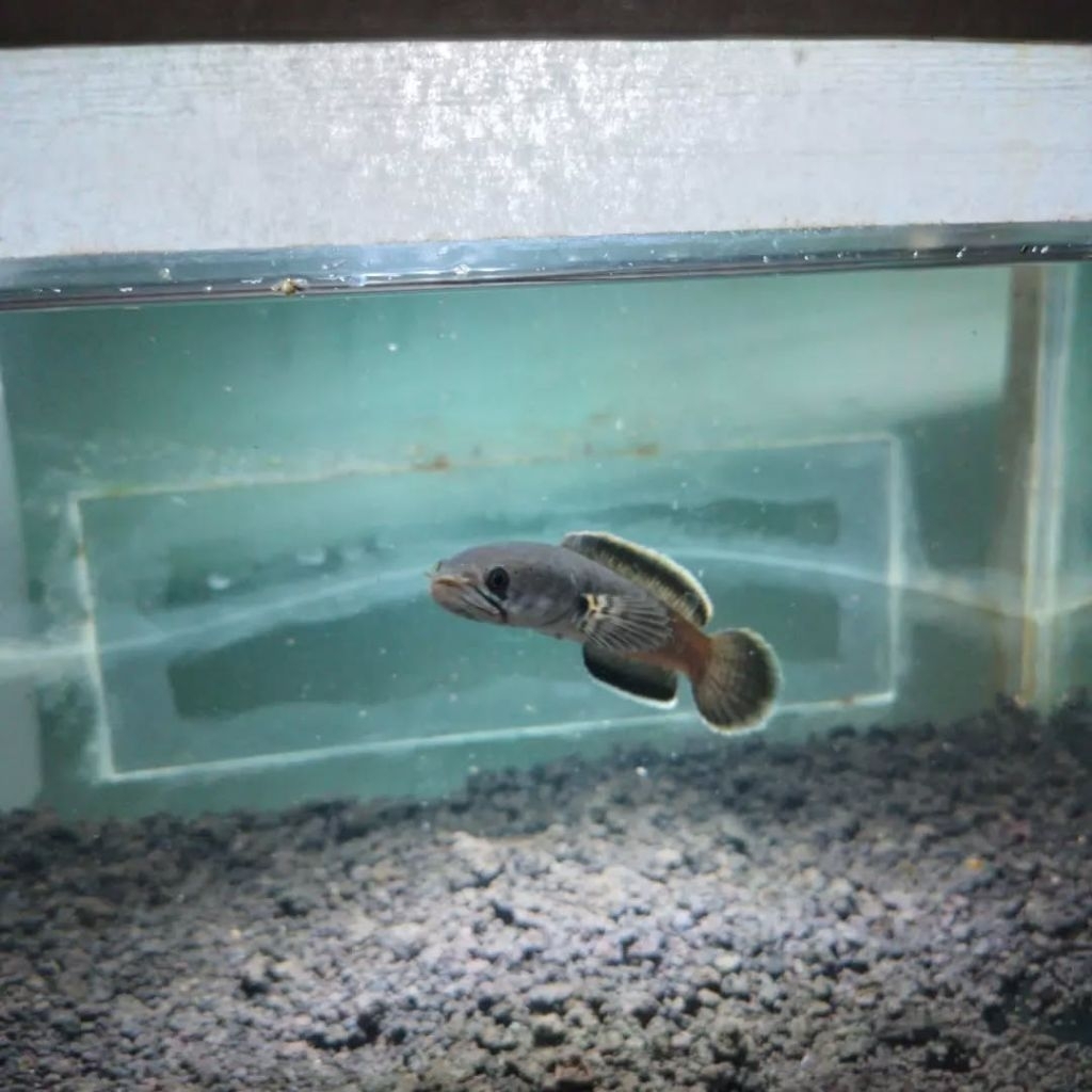 stiker limbata Rim putih pilihan berukuran 7-10cm berkualitas (COD BAYAR DI TEMPAT)