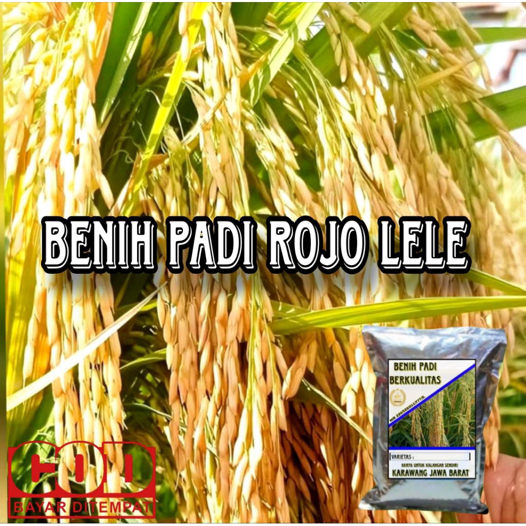 BENIH PADI ROJO LELE KEMASAN 1KG