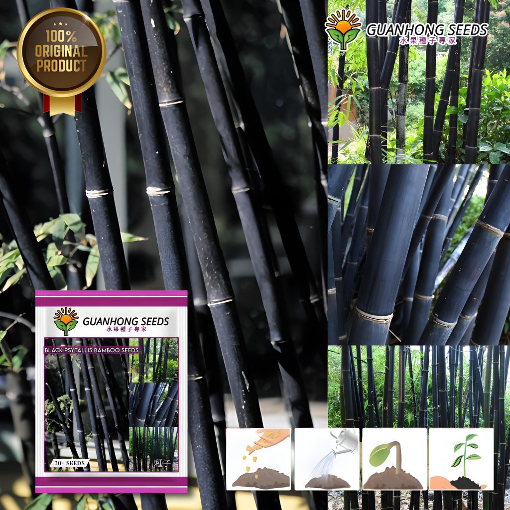 GUANHONG (20 Biji) Benih Pohon Bambu Hitam Psytallis Bamboo Kemasan Import Original 100%