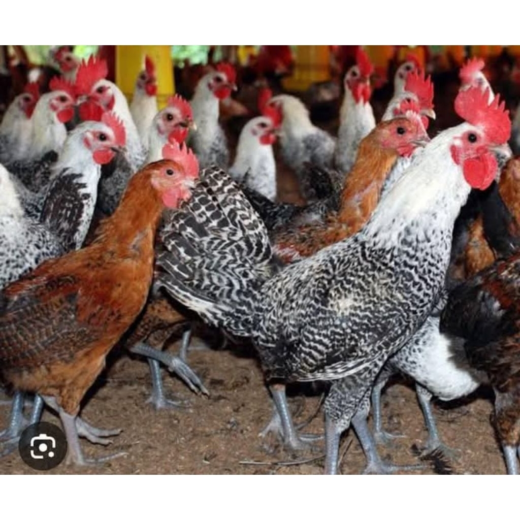 Petelur ayam arab betina Siap bertelur