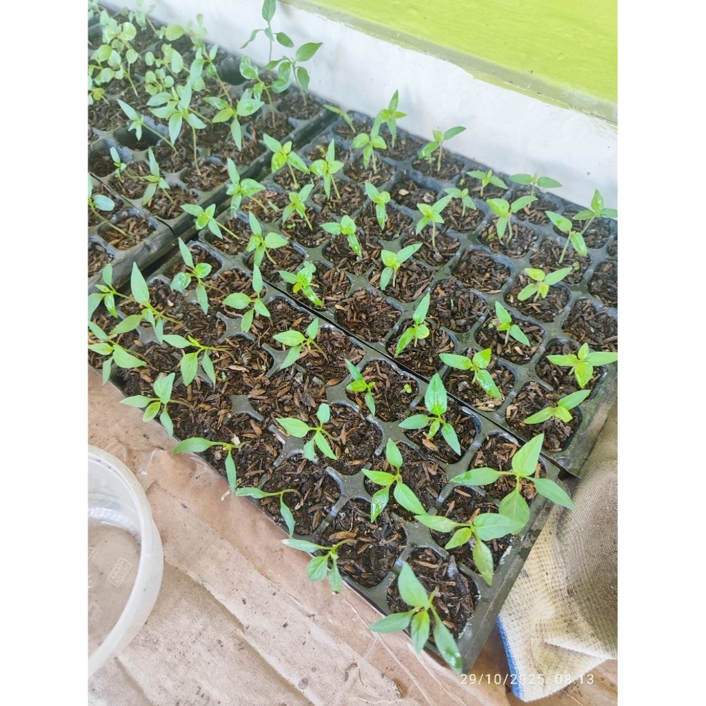 Pot tray semai/tray semai/wadah semai