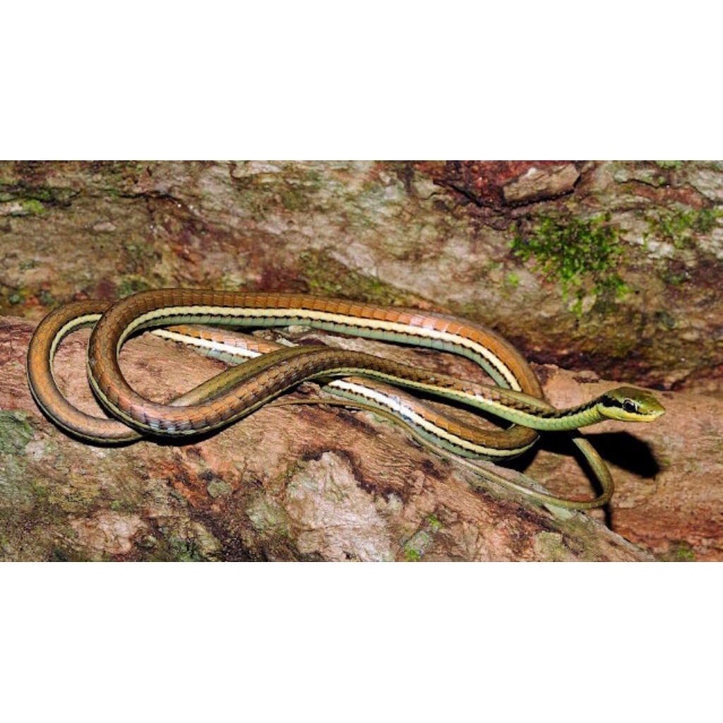 Dendrelaphis pictus ular tali picis (non venom) wc an alam