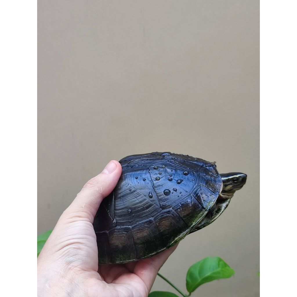 Ambon Batok Kura Kura Hidup SAMEDAY