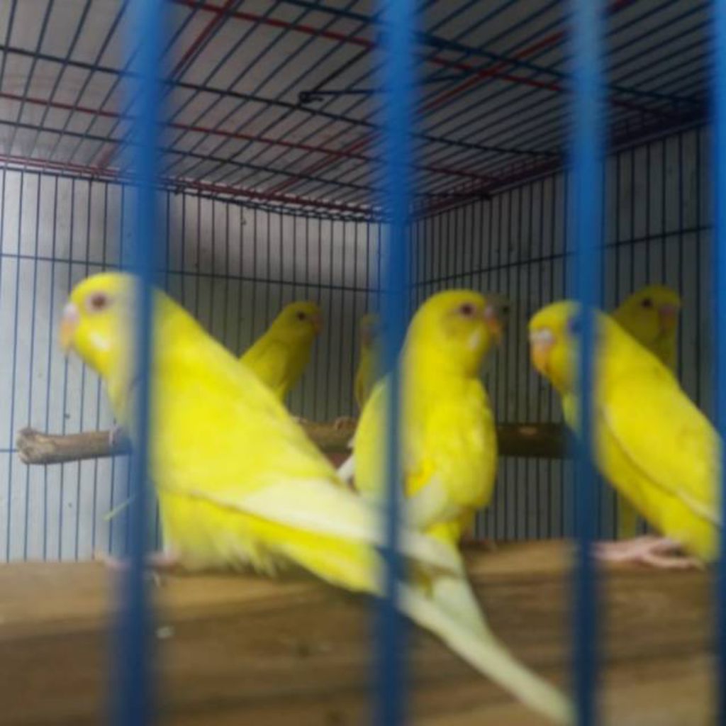 Burung Parkit Kuning polos Dewasa Mata Merah lutino