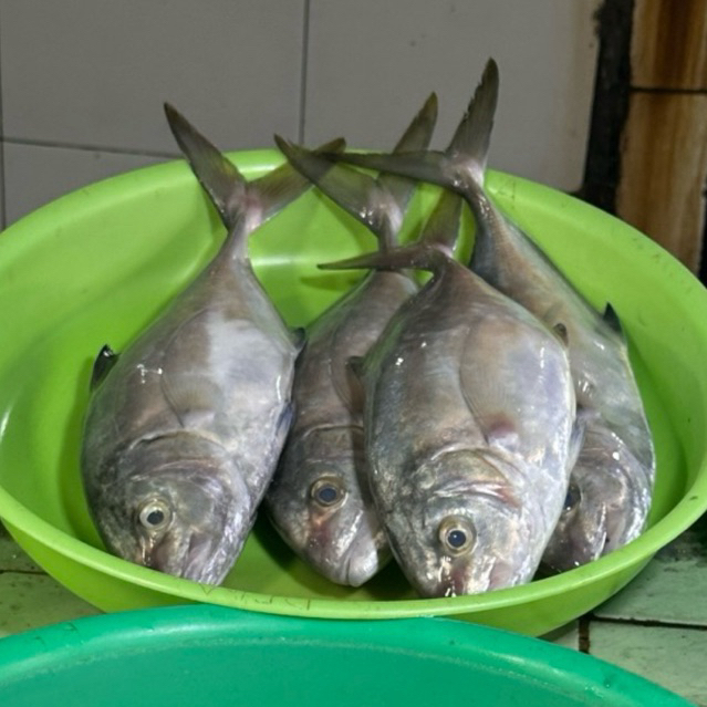 Ikan Segar - Ikan Kue