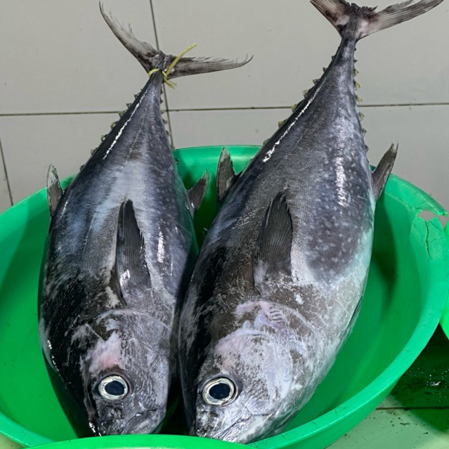 Ikan Segar - Tongkol Abu Besar Fresh