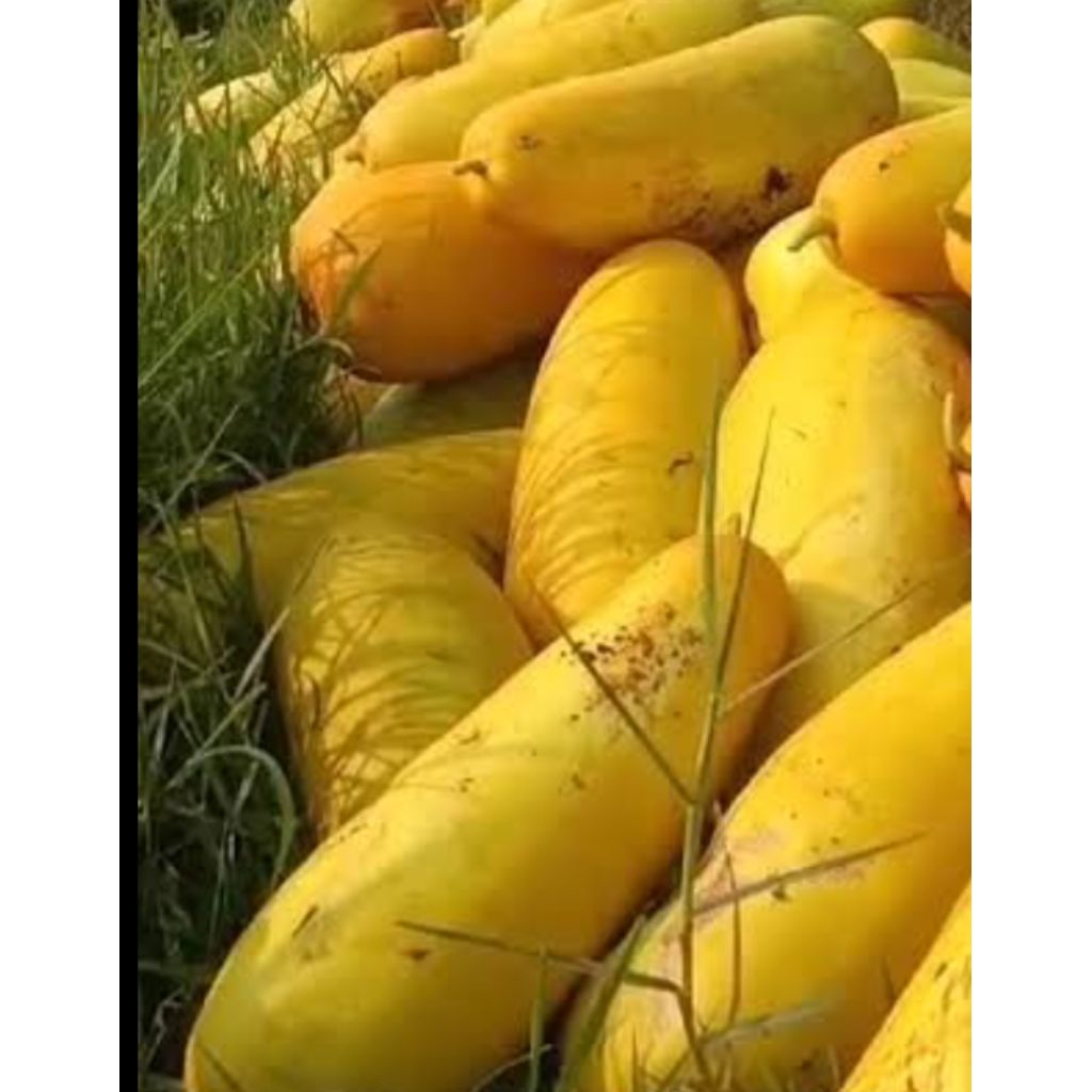 BENIH TIMUN SURI SUTRA/LEMBUT/WANGI