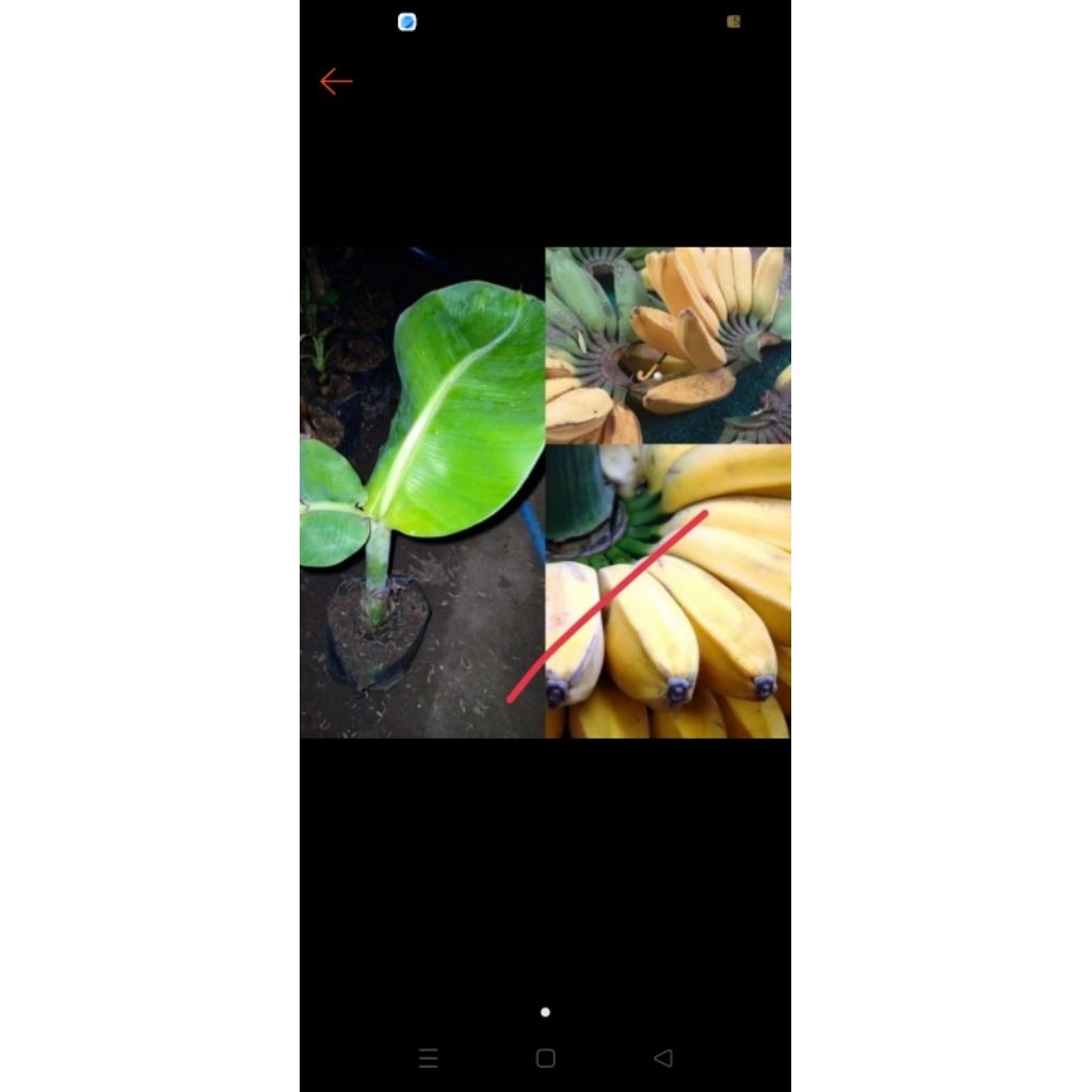 bibit pisang kepok merah