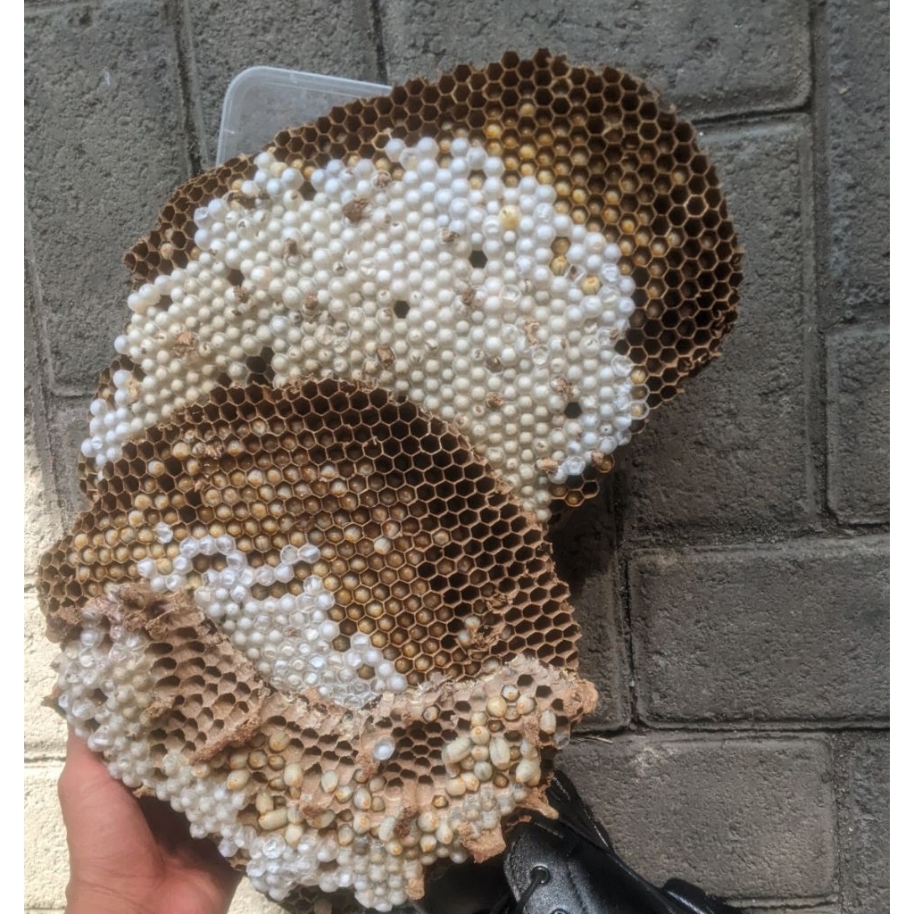 LARVA TAWON isi 65 EKOR TOLO UMPAN PANCING (Garansi)