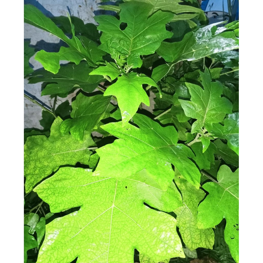 bibit terong Pipit(takokak)