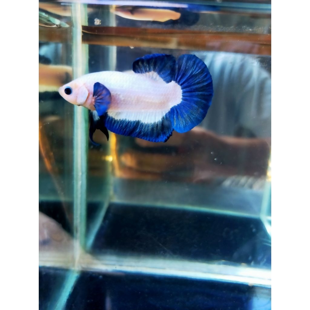 ikan cupang blue rim