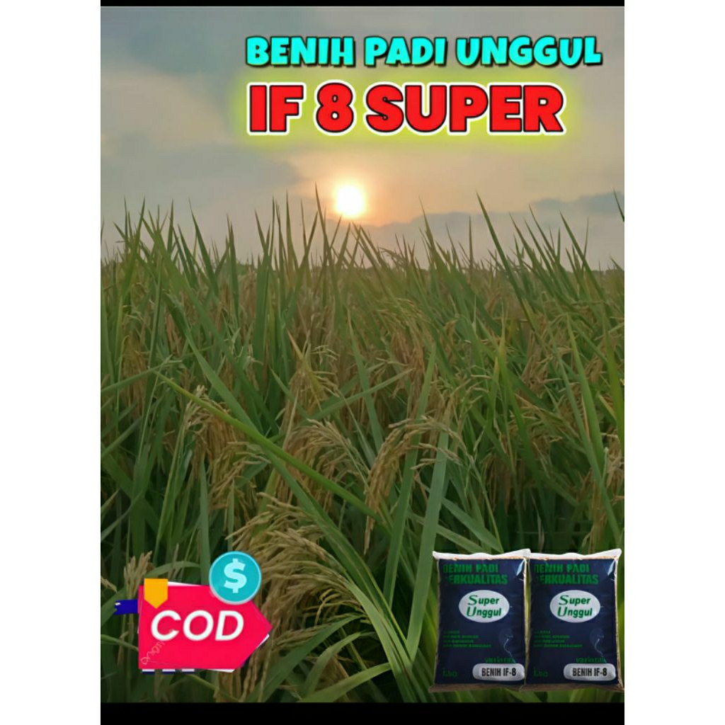 BENIH PADI IF.8 SUPER UNGGUL ORIGINAL KEMASAN 1KG