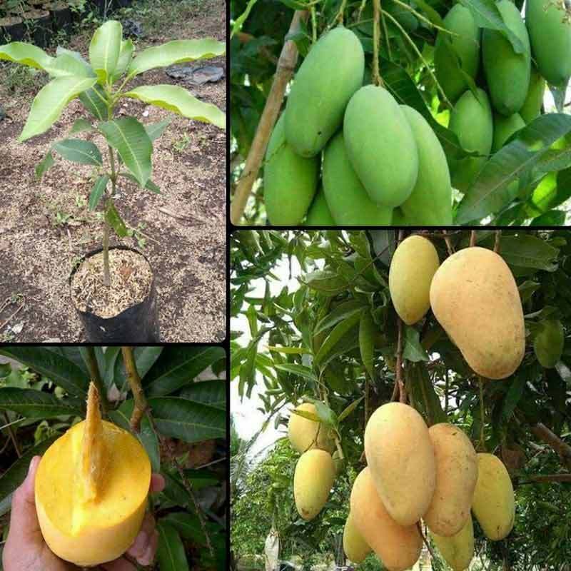 Bibit / Pohon Mangga Madu Jumbo | Okulasi | Unggulan Super