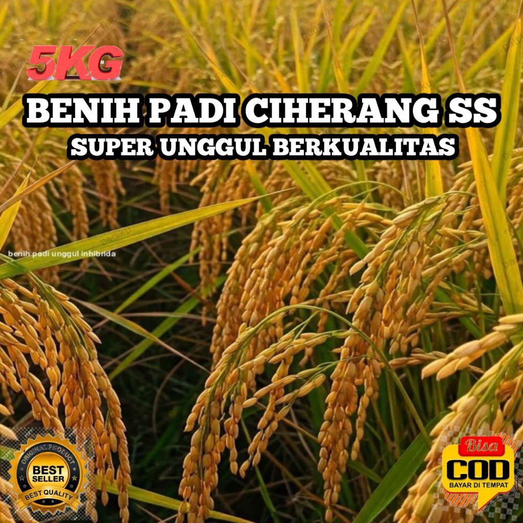 BENIH PADI CIHERANG SS UNGGUL BERKUALITAS KEMASAN 5KG