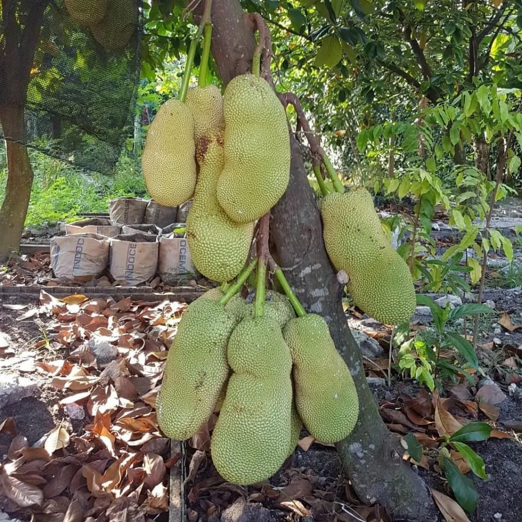 BIBIT BUAH CEMPEDAK SIAP TANAM CEPAT BERBUAH
