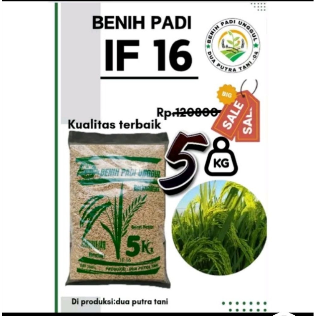 Benih padi IF 16 5kg