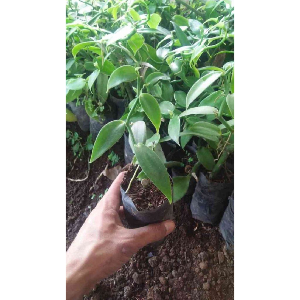 bibit vanili unggul siap tanam