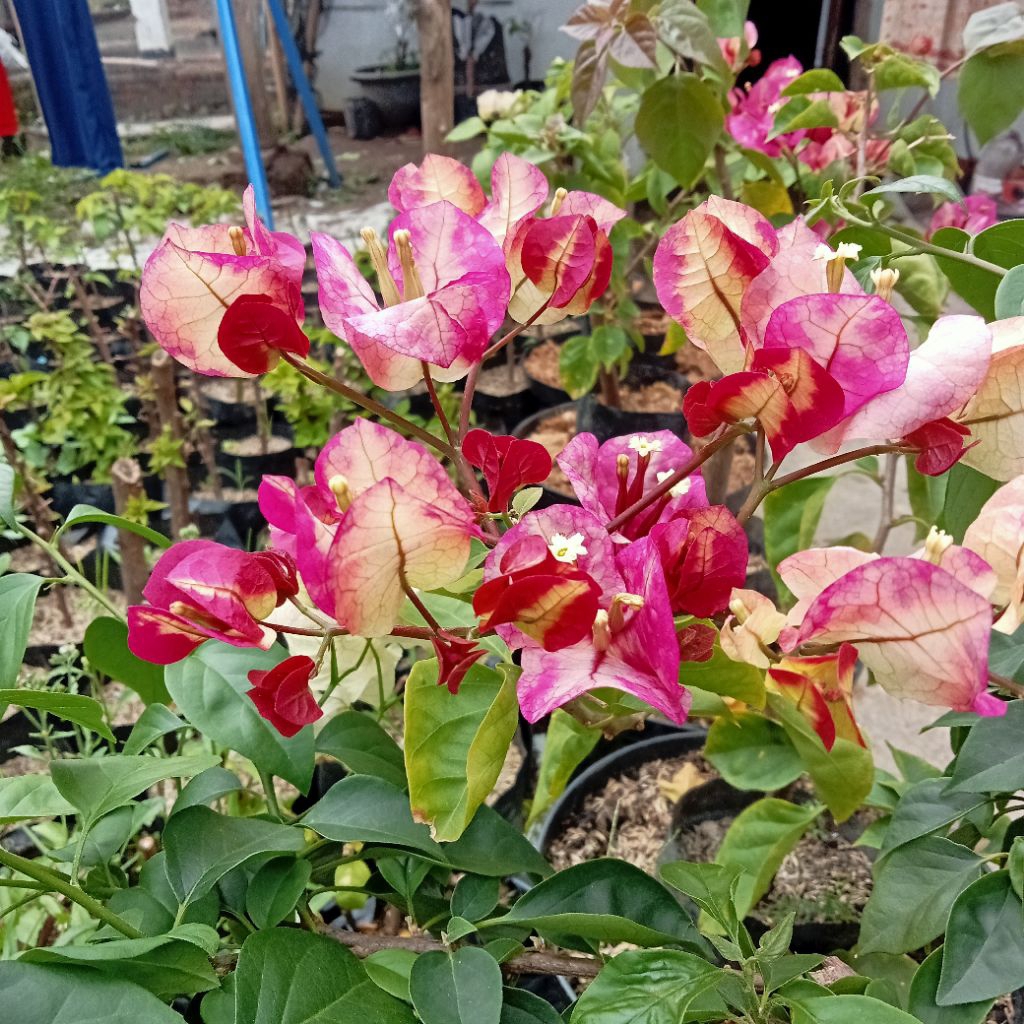 bougenville citra india ori