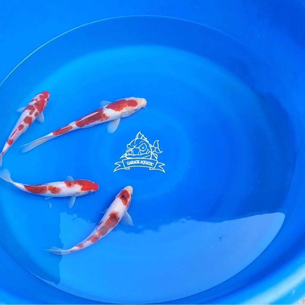 (INSTANT) IKAN KOI GOROMO IKAN HIAS AQUARIUM KOLAM