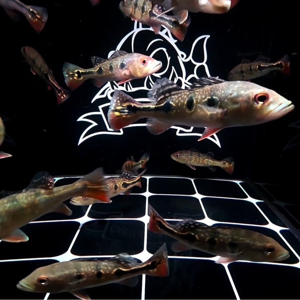 (INSTANT) PEACOCK BASS BROCOPONDO PBASS IKAN HIAS PREDATOR AQUARIUM KOLAM PBASS
