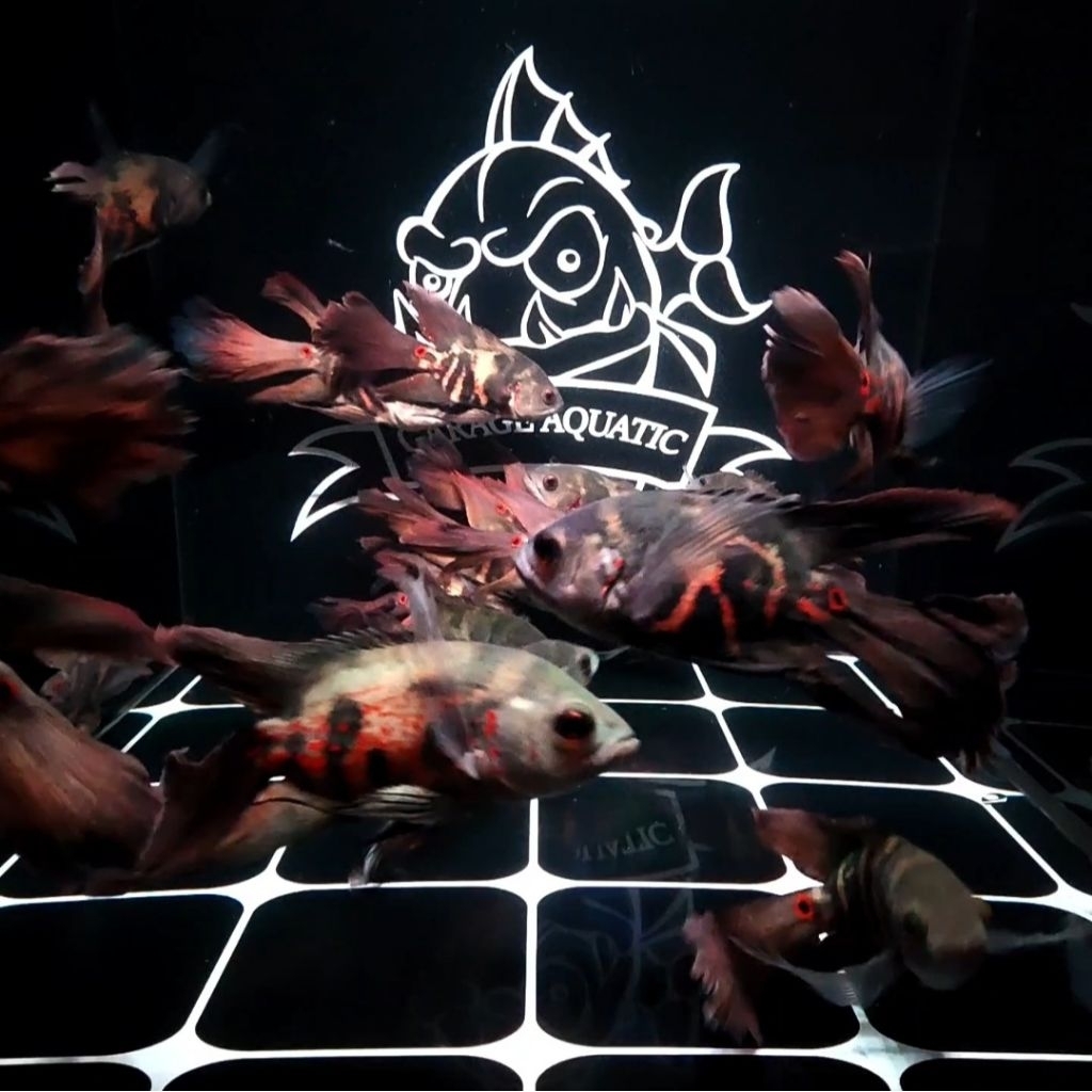 (INSTANT) OSCAR TIGER SLAYER IKAN HIAS PREDATOR AQUARIUM KOLAM