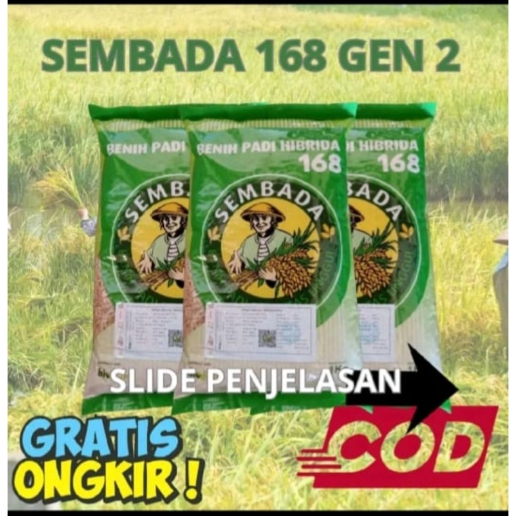 1kgBenih padi sembada 168 Gen2 berkualitassuper