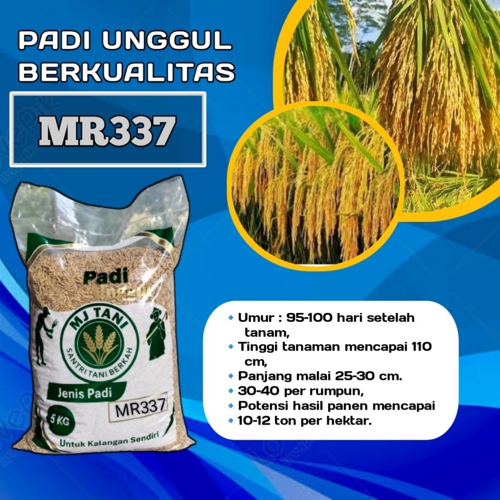 bibit padi mr337 original
