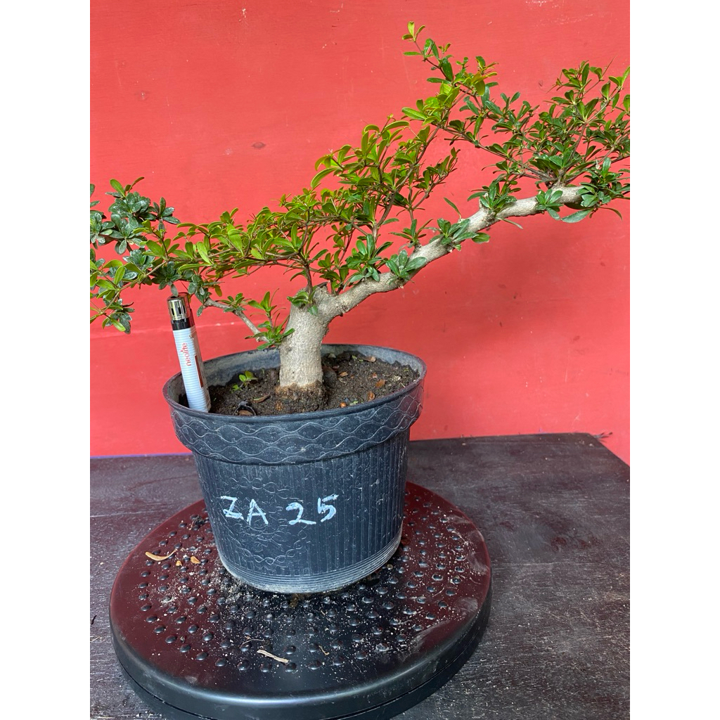 Bahan Bonsai Black Olive ZA25
