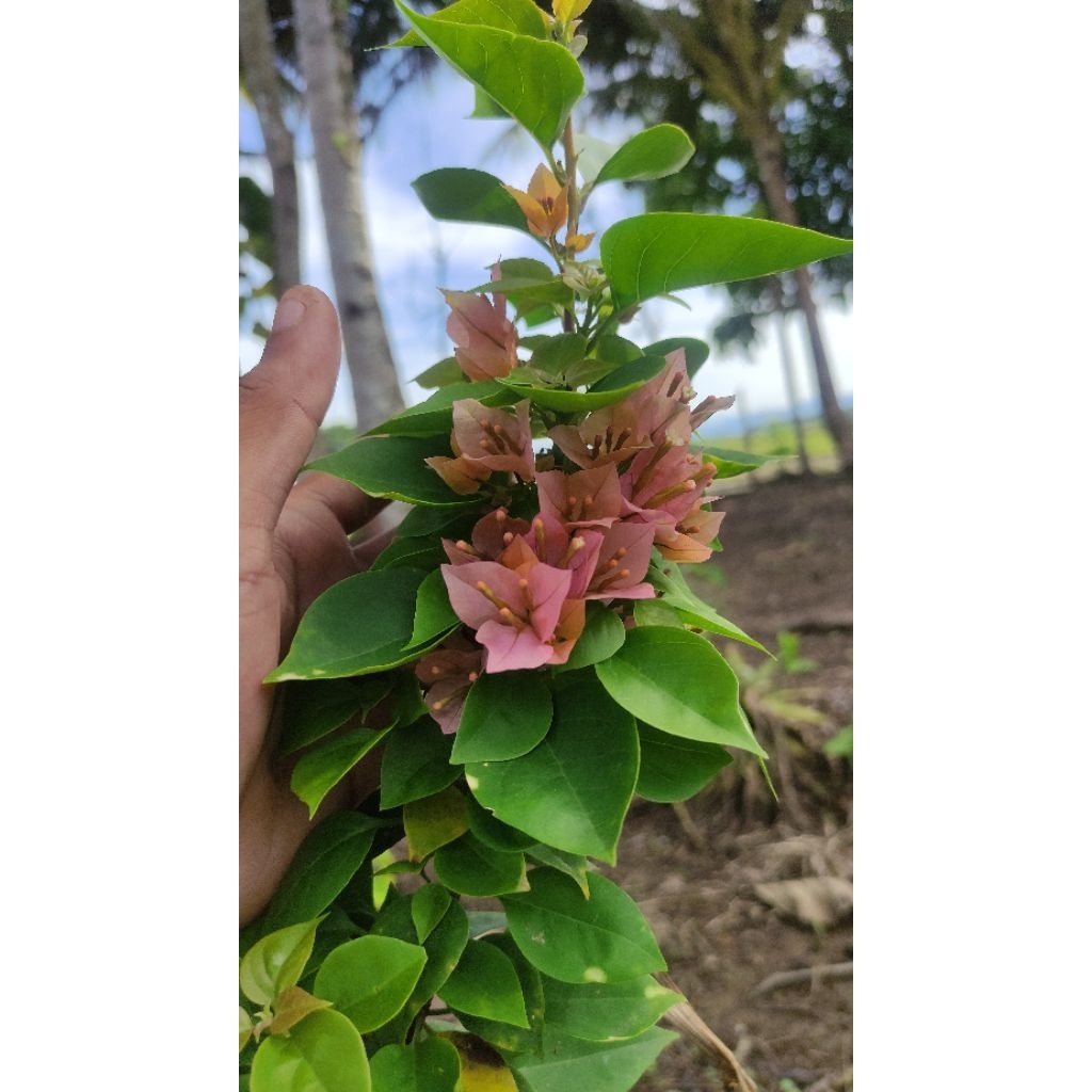 Bibit Bougenville Singapore Peach