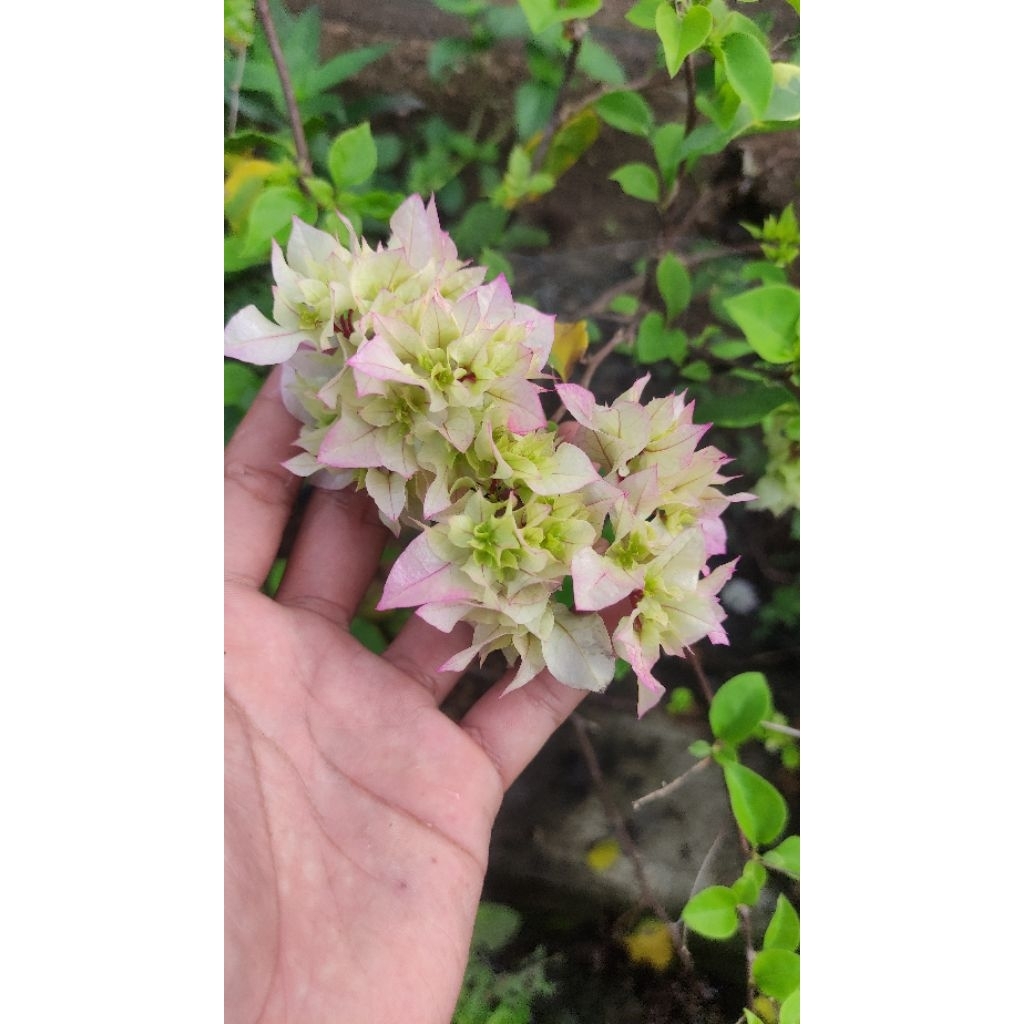 Bibit Bougenville Cherry Blossom