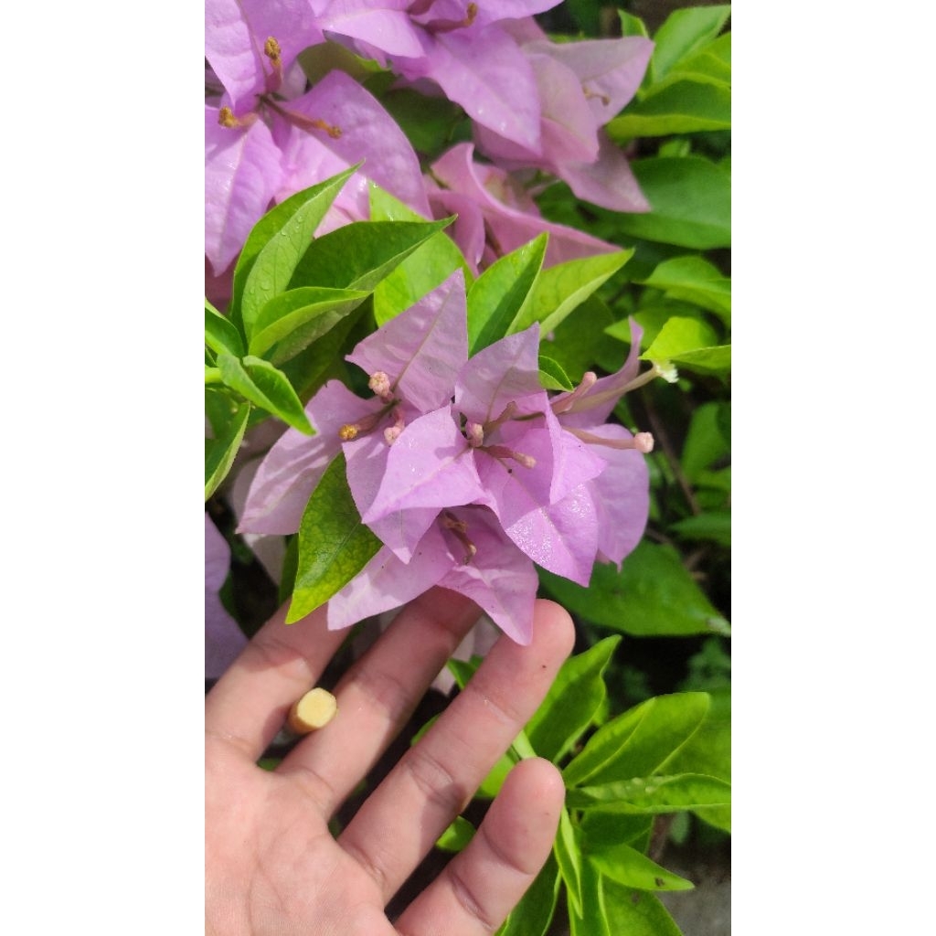 Bibit Bougenville Bangkok Ungu